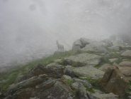 stambecco al Colle della Vallette