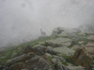 stambecco al Colle della Vallette