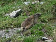la marmotta