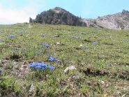 Spettacolare fioritura