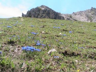 Spettacolare fioritura