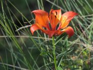 fioritura