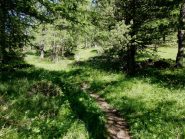 Sul sentiero nel bosco