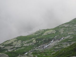 stambecco sullo sfondo