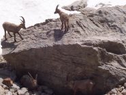 stambecchi al Pagarì