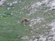 Altro camoscio quasi in vetta