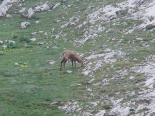 Altro camoscio quasi in vetta