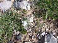 Stelle alpine