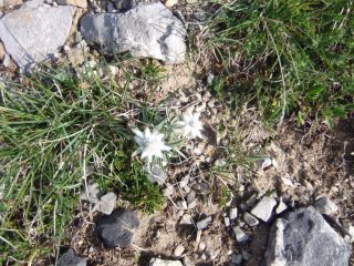 Stelle alpine