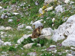 Marmotta distratta