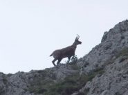 Che paura che gli ho fatto...