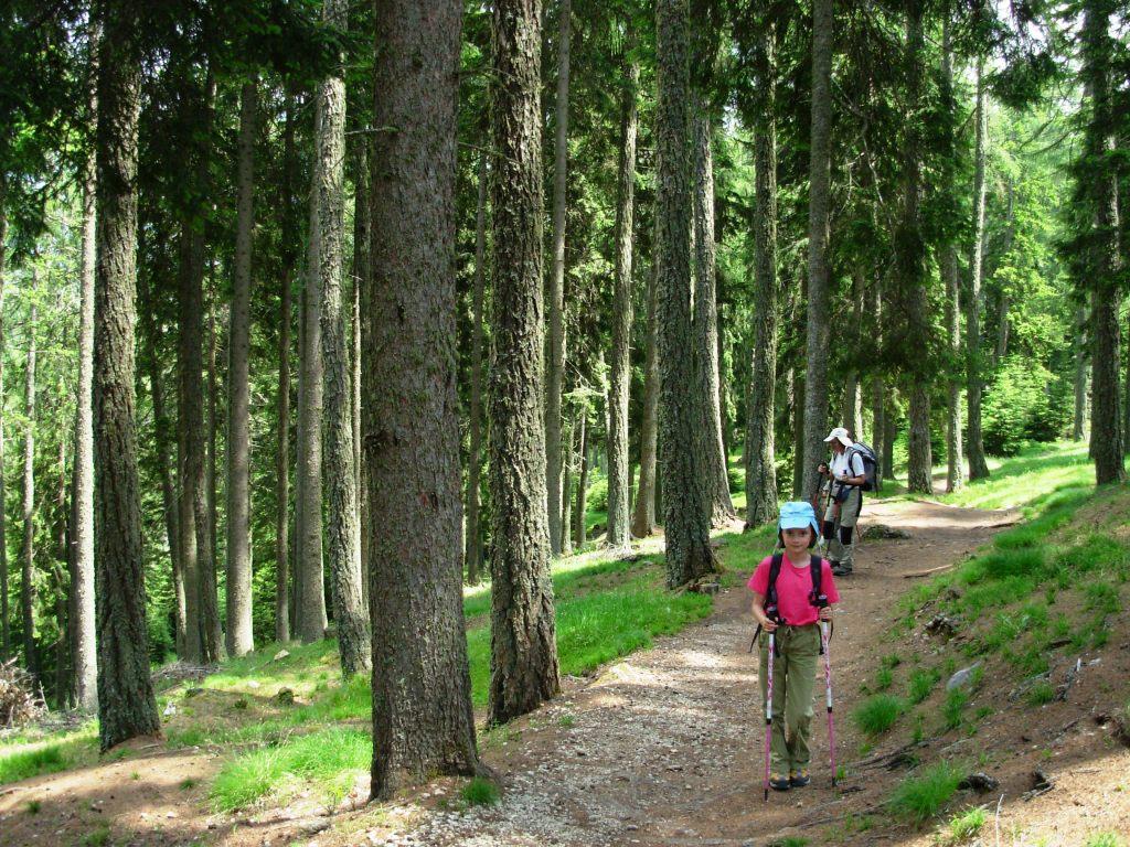 il bel bosco salendo alla punta