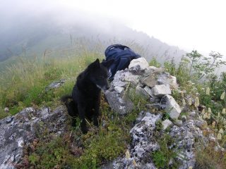 Il mio compagno di avventura
