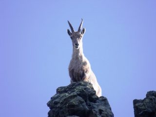 Femmina di stambecco