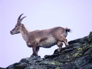 Incontri salendo il Servin