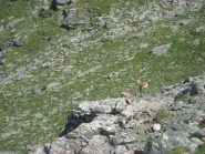 piccoli curiosi