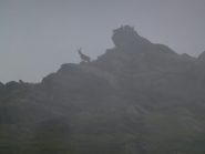 stambecchi nella nebbia