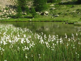Eriofori al laghetto