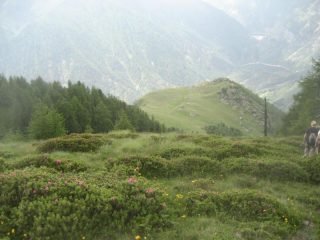 in discesa sopra l'alpe Cama