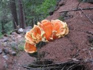 meraviglia della natura