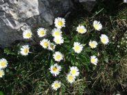 fioritura