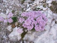 fioritura