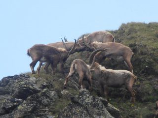 04 - mischia di corna in stile rugbystico...