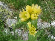 genziana a puntini