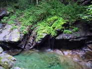 Uno scorcio di giungla... biellese