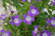 oggi i gerani (geranium sylvaticum) in piena fioritura