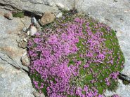 la silene acaulis