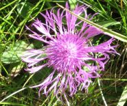 il fiordaliso selvatico