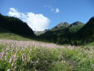 Immensi prati in fiore salendo il Vallone della Legna