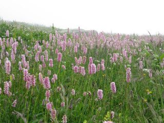 splendida fioritura!