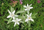 Stelle alpine