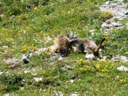 marmotte a  5 metri