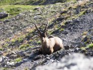 stambecco al colle