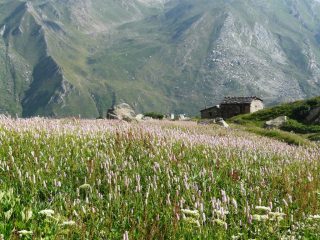 Praterie a Pian di Traversagn