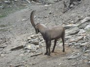 Incontri, per chi scegliere di salire a piedi.
