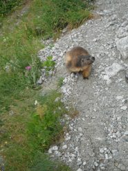 marmotta 