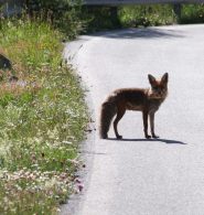 volpe sulla strada del ritorno