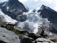 gli stambecchi appena sotto al rifugio