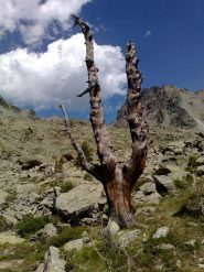 I primi pini cembri (bruciati dai fulmini?)