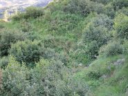 La selva al guado q. 2074