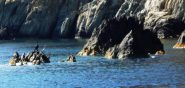 cormorani a pesca