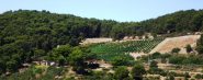 la vigna