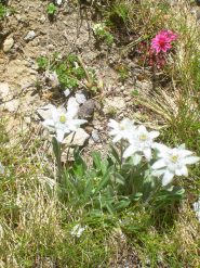 Bellissima flora nel vallone dell' Infernetto.