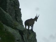 un abitante del Monviso