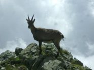 Stambecco sulla roccia