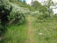 sentiero in mezzo ai brughi